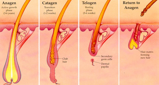 Revage 670 Hair Restoration Therapy induces hair into the anagen phase