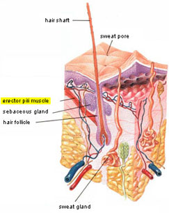 Intradermal Botox Pore Reduction works by weakening the erector pili muscles that open your pores as well as the sweat and oil producing glands.